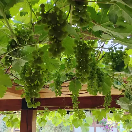 Bed & Breakfast L'angolo Divino Ladek-Zdroj