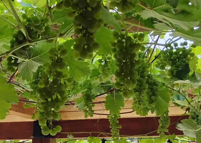 Bed & Breakfast L'angolo Divino Ladek-Zdroj